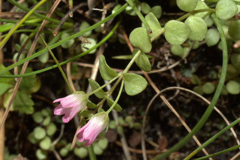 Lysimachia tenella / Centocchio palustre